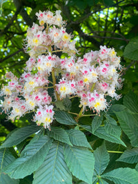 Horse Chestnut Blumensamen zur Aussaat kompakt Wuchs Traditionssorte & ohne Gentechnik Samen Hausgarten