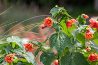 Rot Abutilon Striatum Blumensamen zur Aussaat – Schnitt Blume beliebt – Traditionssorte & ohne Gentechnik Samen Hausgarten
