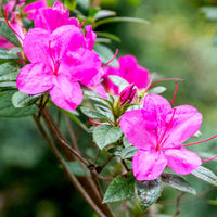 Multi-Colored Azalee Blumensamen zur Aussaat – leuchtend – Traditionssorte & ohne Gentechnik Samen Hausgarten