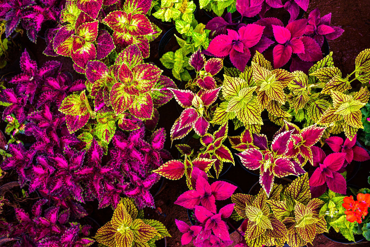 Coleus (coleus blume) samen for anpflanzung in home garten