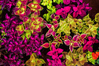 Coleus (coleus blume) samen for anpflanzung in home garten