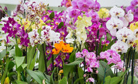 Gemischt Schmetterling Orchidee Blumensamen zur Aussaat – lang Blüte Saison – Traditionssorte & ohne Gentechnik Samen Hausgarten
