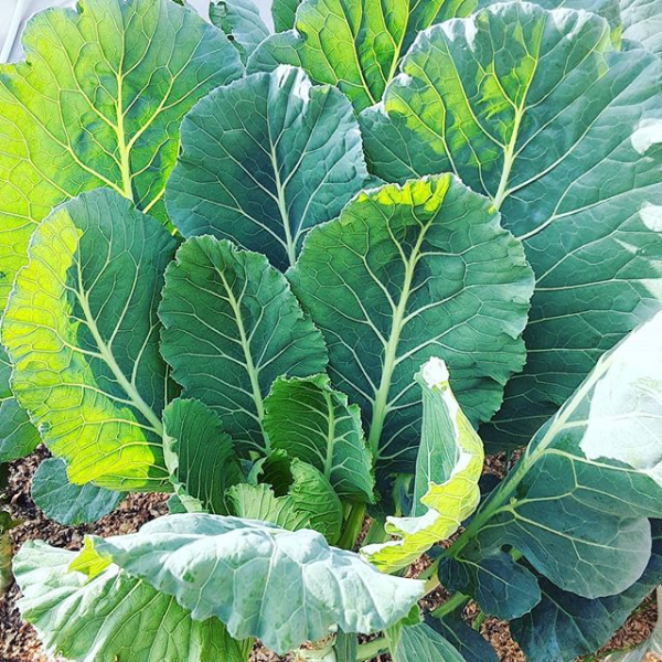 Semi di cavolo riccio per giardinieri