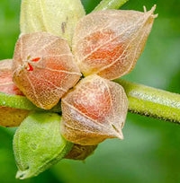 Grün Ashwagandha Blumensamen zur Aussaat – Wildblume Mischung – Traditionssorte & ohne Gentechnik Samen Hausgarten