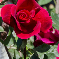 Dark rosa rose anpflanzung samen for lush and vibrant gardens blume