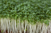 Cress Blumensamen zur Aussaat kompakt Wuchs Traditionssorte & ohne Gentechnik Samen Hausgarten