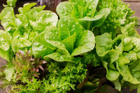Lettuce Mix Samen for Indoor Planting