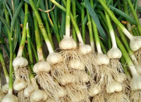 Green Knoblauch Gemüsesamen - Easy Planting