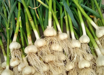 Green Knoblauch Gemüsesamen - Easy Planting