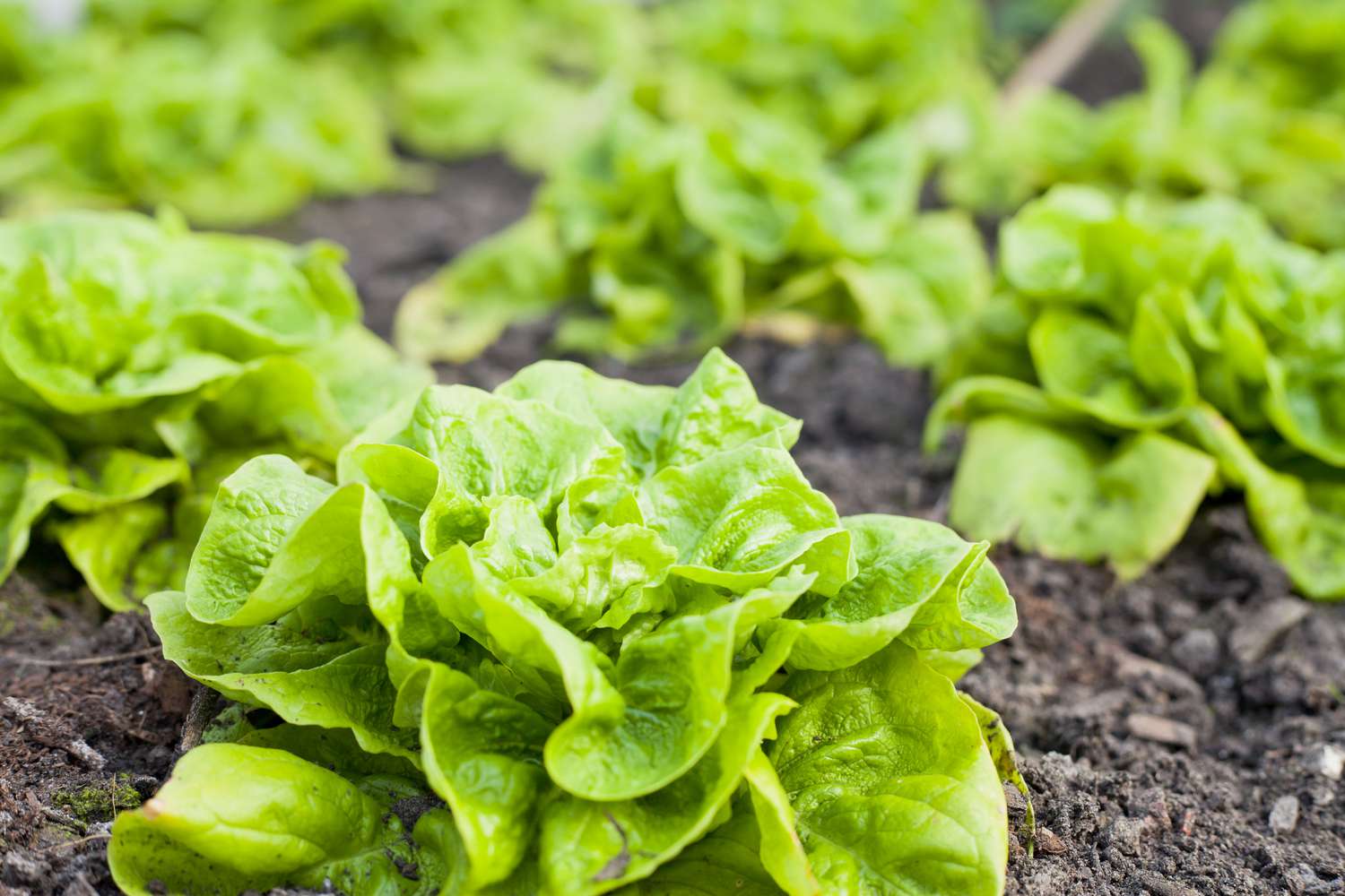 Lettuce Lactuca sativa Tree Samen zum Pflanzen in Urban Garden and Home Garden