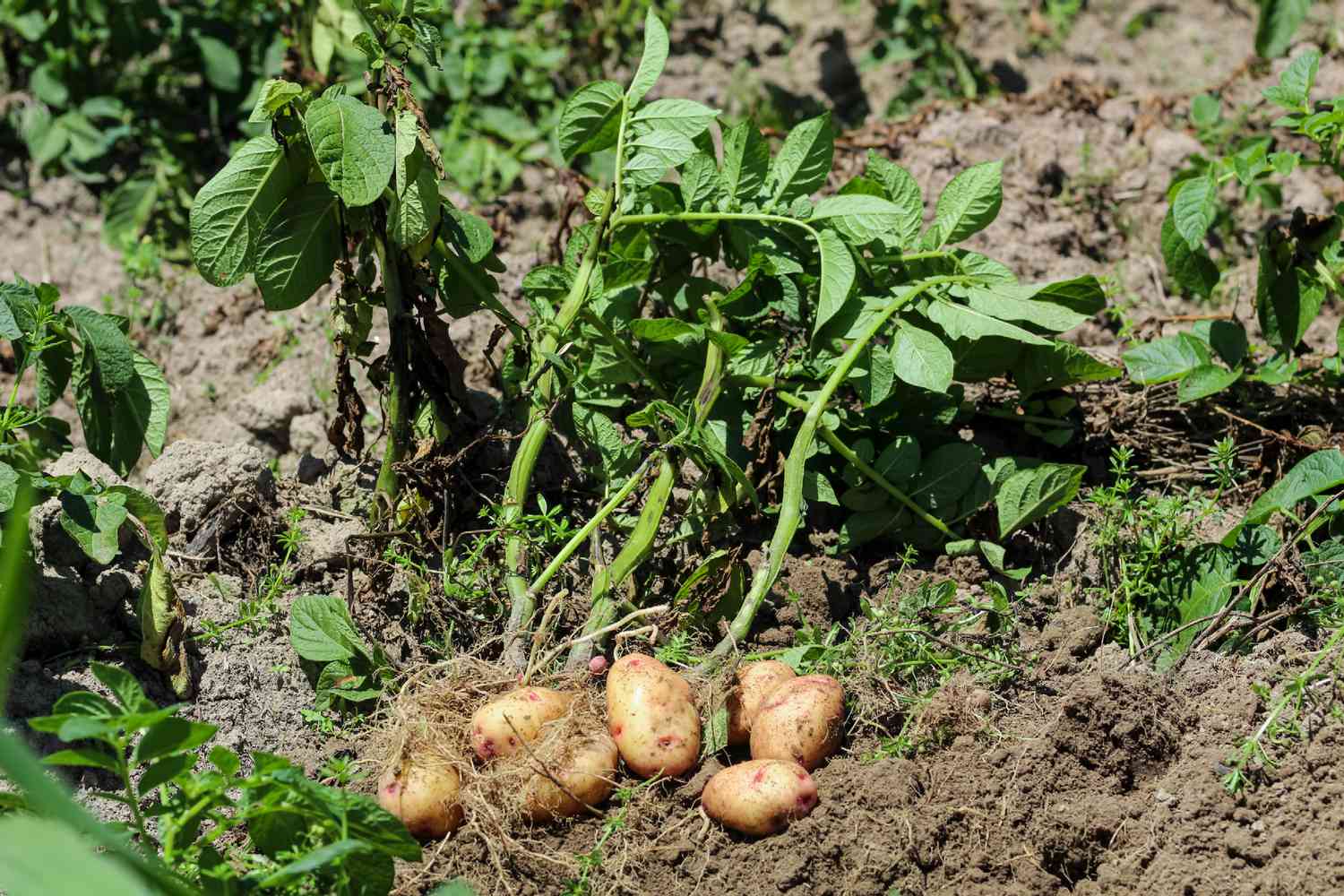 Potato Solanum tuberosum Gemüse Samen zum Pflanzen in Gemüse Patch