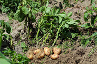 Potato Solanum tuberosum Gemüse Samen zum Pflanzen in Gemüse Patch
