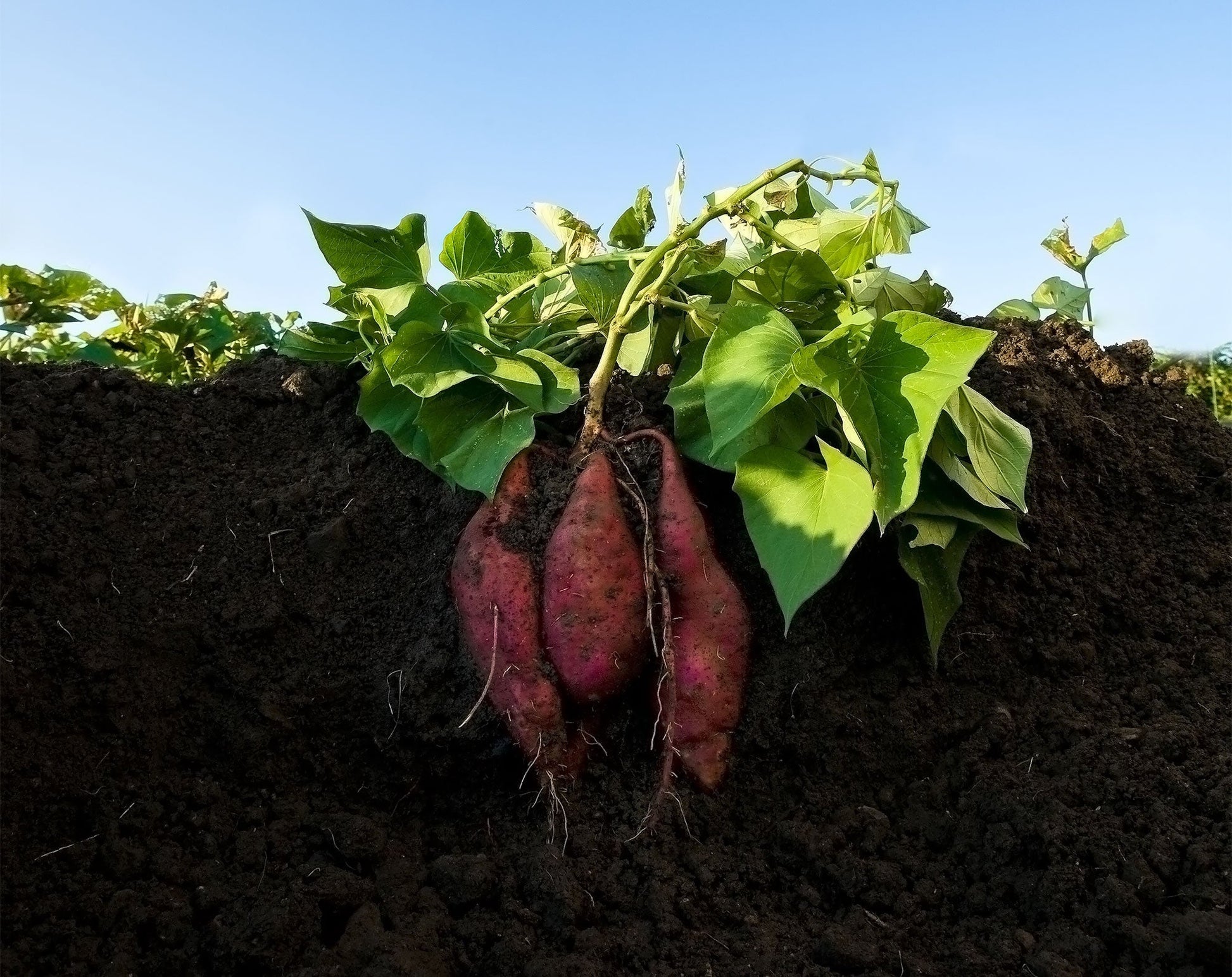 Orange süße potato samen für aussaat - gemüse garten starter samen