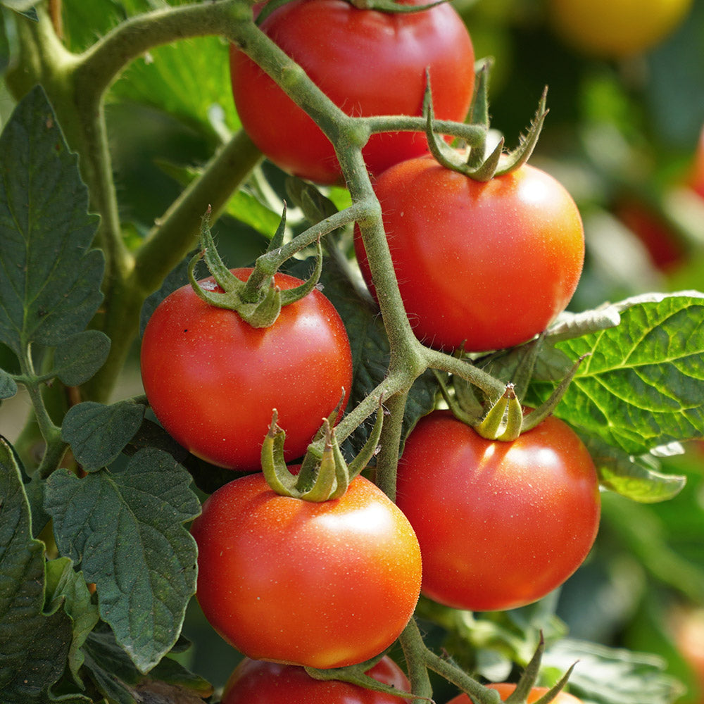 Organic Traditionell Tomate Solanum lycopersicum Gemüse Samen zum Pflanzen in Organic Garden