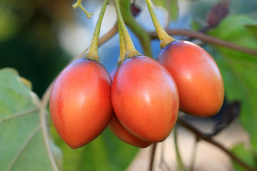 Tamarillo Frucht samen für einfaches Anpflanzen
