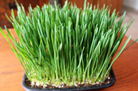 Weizengras Microgreens Samen