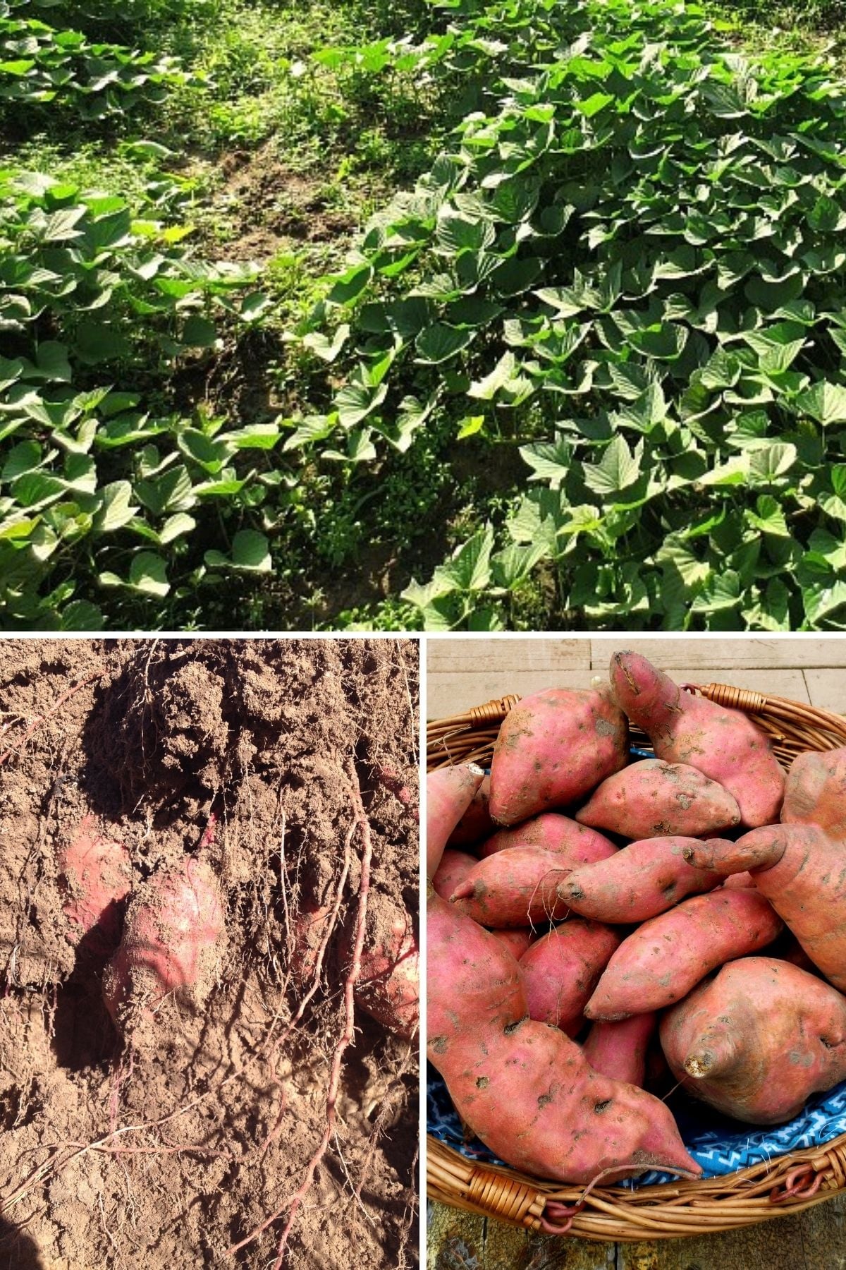 Giant Süßkartoffel Ipomoea Batatas Samen
