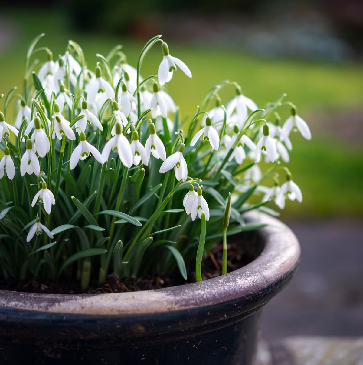 Snowdrop Bulbs Blumensamen zur Aussaat – duftend Blüten – Traditionssorte & ohne Gentechnik Samen Hausgarten