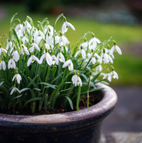 Snowdrop Bulbs Blumensamen zur Aussaat – duftend Blüten – Traditionssorte & ohne Gentechnik Samen Hausgarten