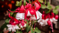 Double petals fuchsia blumen samen for anpflanzung - vibrant rot blooms dynamic displays