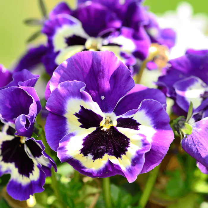 Lila Weiß Stiefmütterchen Blumensamen zur Aussaat Wildblume Mischung Traditionssorte & ohne Gentechnik Samen Hausgarten