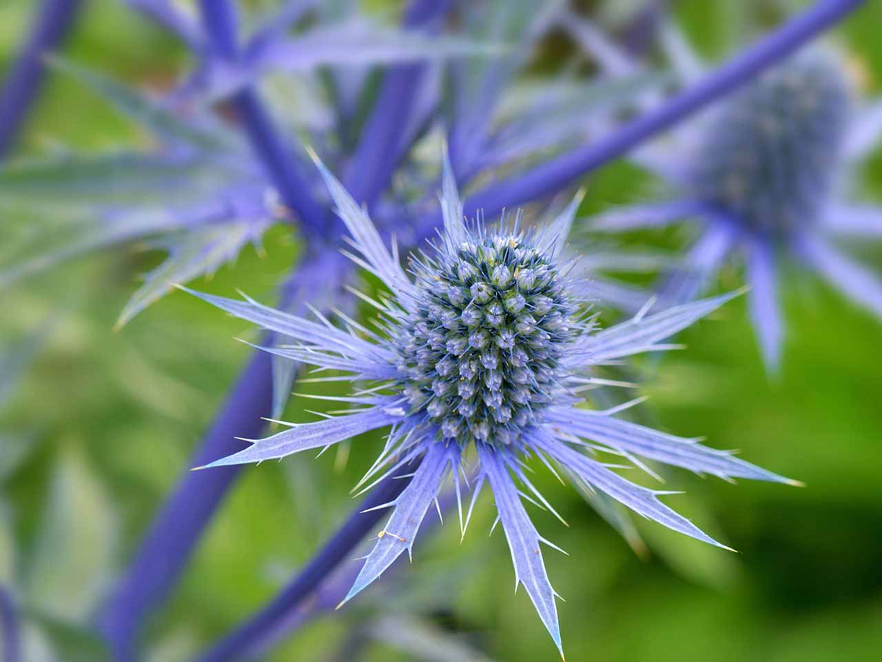 Sea Blau Holly Blumensamen zur Aussaat – saisonal Dauerblüher – Traditionssorte & ohne Gentechnik Samen Hausgarten