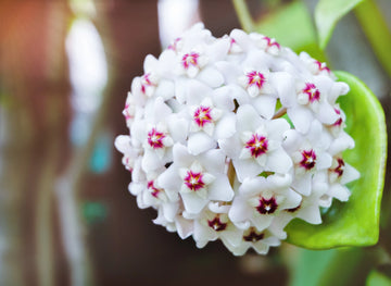 Hoya Blumensamen zur Aussaat Garten beliebt Traditionssorte & ohne Gentechnik Samen Hausgarten