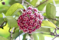 Close-up of dark rot hoya star-shaped blumen