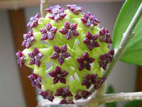 Grün and maroon hoya blumen in bloom