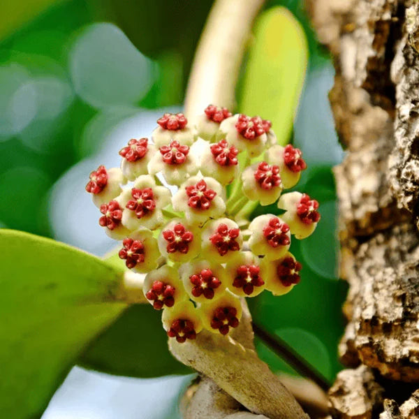Lila Hoya Blumensamen zur Aussaat All Saison Aussaat Traditionssorte & ohne Gentechnik Samen Hausgarten