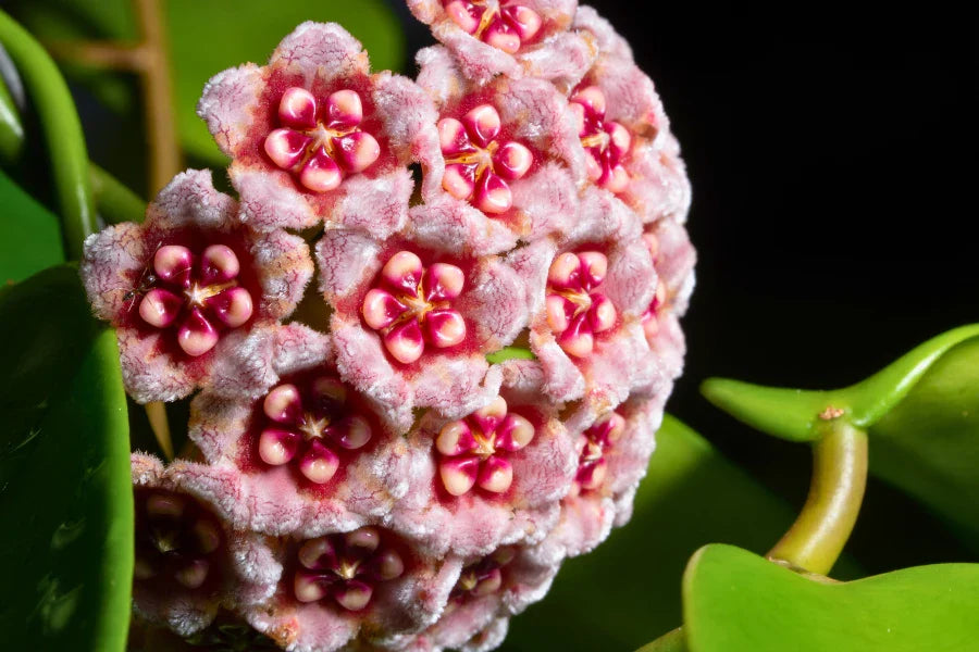 Mixed hoya blume samen for anpflanzung - diverse collection of blooms