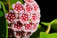 Mixed hoya blume samen for anpflanzung - diverse collection of blooms
