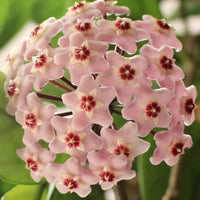 klein Rosa Hoya Blumensamen zur Aussaat leuchtend Traditionssorte & ohne Gentechnik Samen Hausgarten