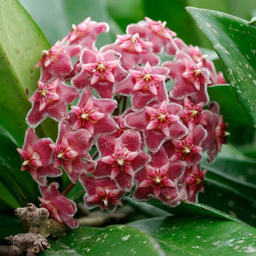 Bordeaux Hoya Blumensamen zur Aussaat – robust Sorte – Traditionssorte & ohne Gentechnik Samen Hausgarten