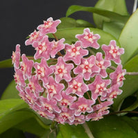 Traditionssorte Hoya Orchidee Blumensamen zur Aussaat pflegeleicht Traditionssorte & ohne Gentechnik Samen Hausgarten