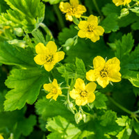 Urbanum Blumensamen zur Aussaat Schnitt Blume beliebt Traditionssorte & ohne Gentechnik Samen Hausgarten
