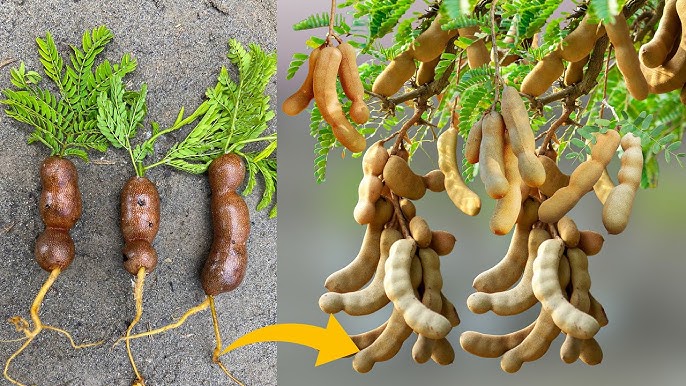 Tamarindo Samen zum Pflanzen - Start Your Tamarind Tree Today