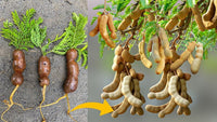 Tamarindo Samen zum Pflanzen - Start Your Tamarind Tree Today