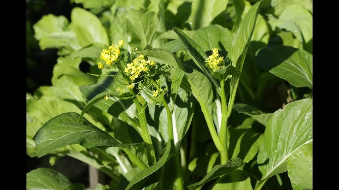 Choy Sum Gemüsesamen for Quick and Easy Growth