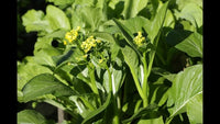 Choy Sum Gemüsesamen for Quick and Easy Growth