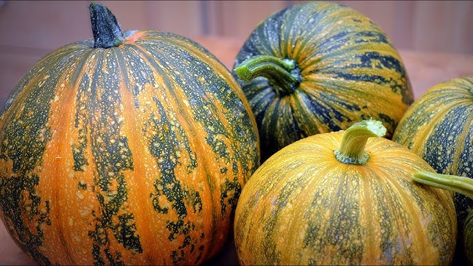 Kakai Hull-Less Pumpkin Samen für einfache Aussaat