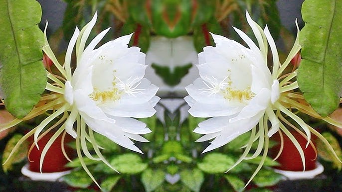 Weiß Epiphyllum Blumensamen – duftend Blüten Traditionssorte & ohne Gentechnik Samen Hausgarten
