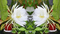 Weiß Epiphyllum Blumensamen – duftend Blüten Traditionssorte & ohne Gentechnik Samen Hausgarten