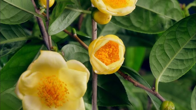 Golden Kamelie Blumensamen zur Aussaat – hochwertige Qualitäts- Samen für Ihren Garten
