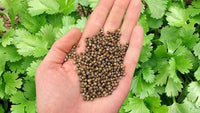 Green Santo Cilantro Gemüse Planting Samen