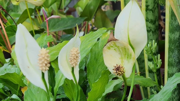 Peace Lilie Blumensamen zur Aussaat – Drought verträglich – Traditionssorte & ohne Gentechnik Samen Hausgarten