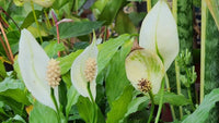 Peace Lilie Blumensamen zur Aussaat – Drought verträglich – Traditionssorte & ohne Gentechnik Samen Hausgarten