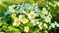 Grün Weiß Primel Blumensamen – saisonal Dauerblüher Traditionssorte & ohne Gentechnik Hausgarten