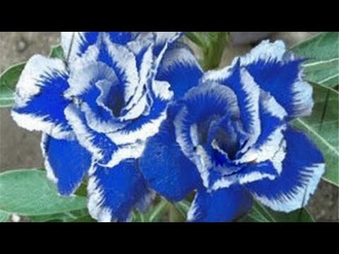 Blau Wüstenrose Obesum Samen duftend Blüten Traditionssorte & ohne Gentechnik Samen Hausgarten