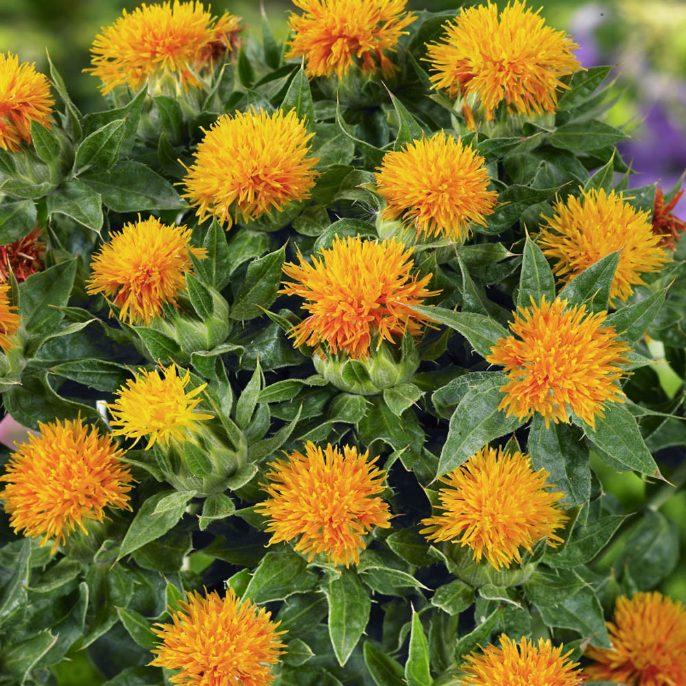 Safflower (safflower samen) samen for anpflanzung in home garten